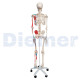 Human Skeleton 11